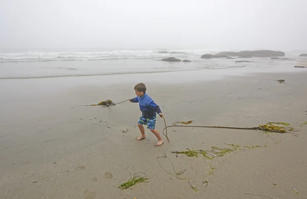 Young Boy Playing with Kelp on the Beach in the Fog — Stock Photo, Image