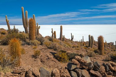 Bolivya 'daki Salra de Uyuni' deki bir çöl adasının tuzlu düzlüklerini görmek