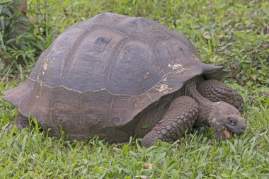 Galapagos kaplumbağası yeme