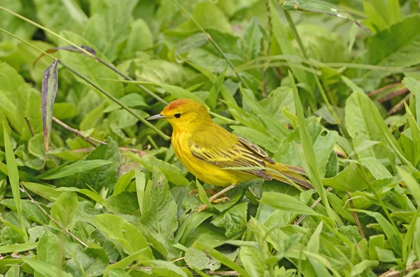 Amarelo Warbler na grama — Fotografia de Stock