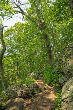 Virginia 'da Susamuru Tepeleri' nde Sharp Tepesi 'nin yamacında dik patika