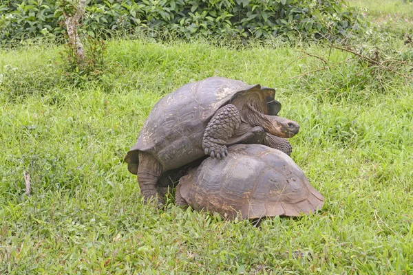 Jonge mannelijke Tortoise montage de verkeerde kant van een vrouw — Stockfoto
