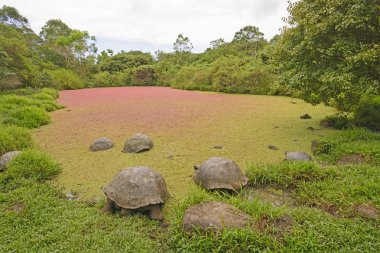 Giant Tortoises in a Shallow pond covered with colorful pond wee clipart