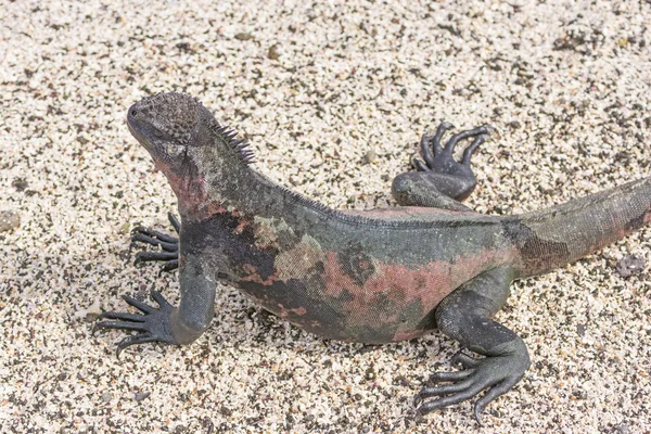 Iguana marina colorida en la playa —  Fotos de Stock