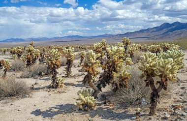 California 'daki Joshua Tree Ulusal Parkı' ndaki Çölde Ayı Cholla