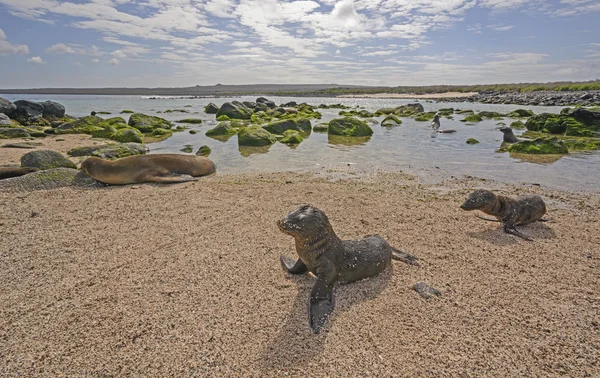 Zeeleeuwen op een Remote strand — Stockfoto