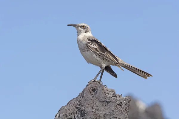 Galápagos Mockingbird em uma rocha — Fotografia de Stock