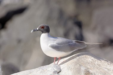 Bir kayaya swallow-Tailed martı
