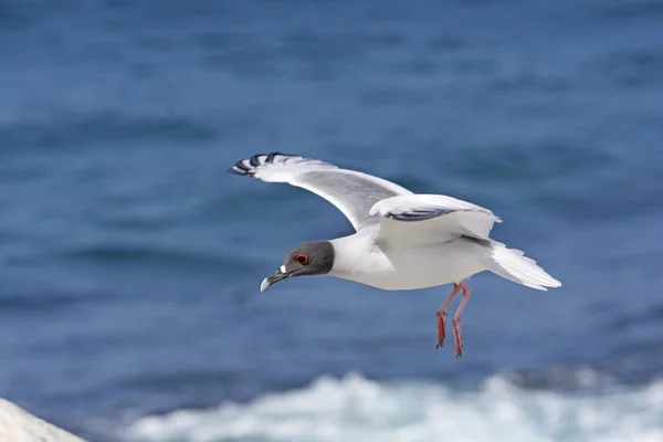 Swallow Tailed Gull in Flight — Stock Photo, Image