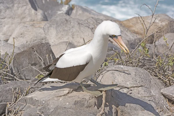 Nazca sprengt einen Stock für ihr Nest — Stockfoto