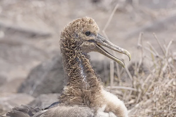 Dla dzieci Galapagos Albatross — Zdjęcie stockowe