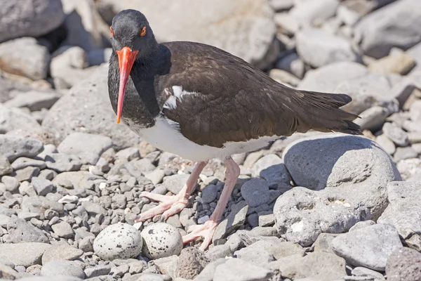 American Oystercatcher Guarding its eggs — Stock Photo, Image
