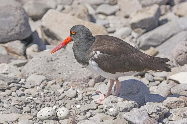 American Oystercatcher by its eggs — Stock Photo, Image