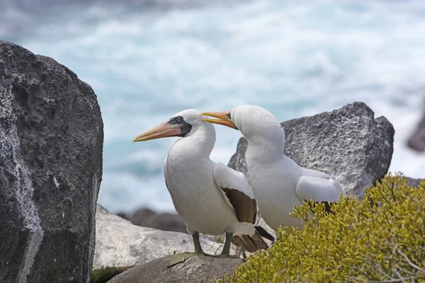 Ein nazca sprenby preening ein anderes — Stockfoto