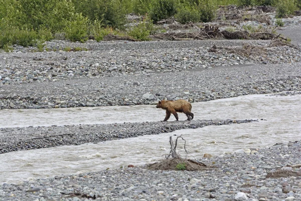 Urso-pardo atravessando um rio deserto — Fotografia de Stock