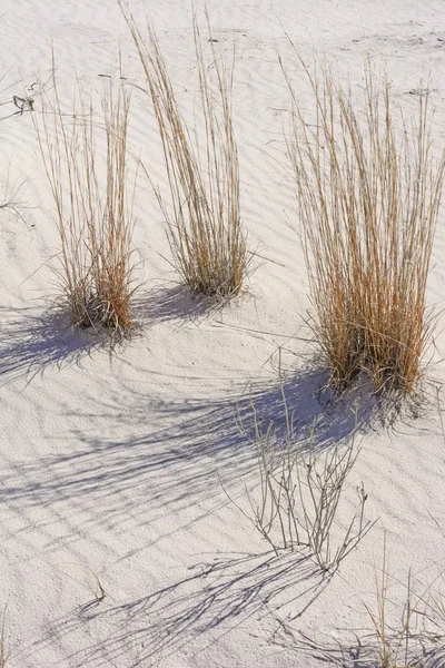 砂漠の草と白い砂の影 — ストック写真