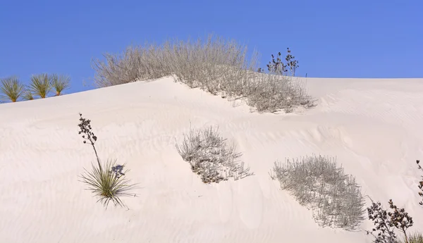 Flore du désert sur les dunes de sable — Photo