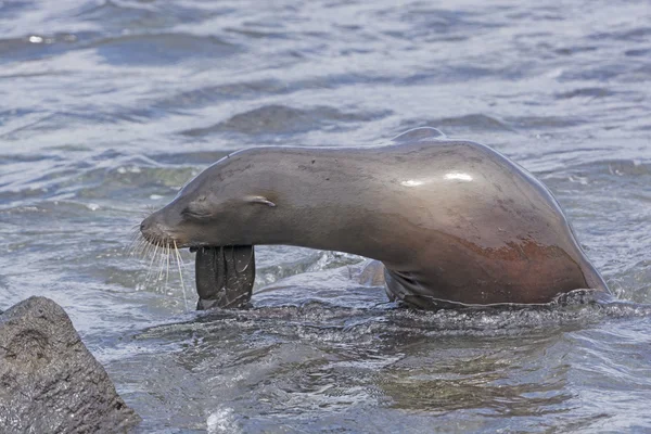 Galapagos Sea Lion poserar — Stockfoto