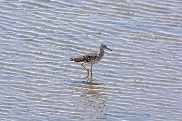 Greater Yellowlegs in a Wetland Habitat — Stock Photo, Image