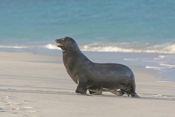 Pose de l'otarie de Galapagos — Photo