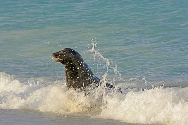 Lion de mer dans le surf — Photo