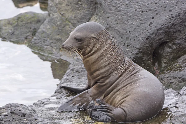 Bebé león marino en las rocas — Foto de Stock