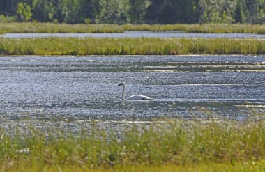 Trompetçi kuğu bir sulak gölet üzerinde