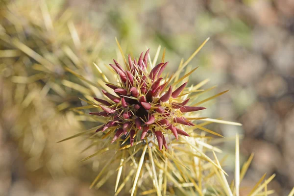 Cholla Cactus Blossum keväällä — kuvapankkivalokuva