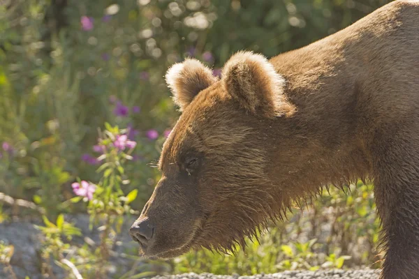 Urso-pardo na selva — Fotografia de Stock