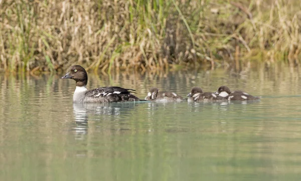 Barrow's Goldeneye Mother and Ducklings — Stock Photo, Image