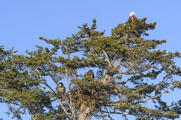 Águia Careca Árvore de nidificação com mãe e dois filhotes — Fotografia de Stock