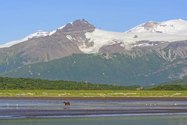 Oso pardo caminando sobre una marea plana debajo de las montañas — Foto de Stock