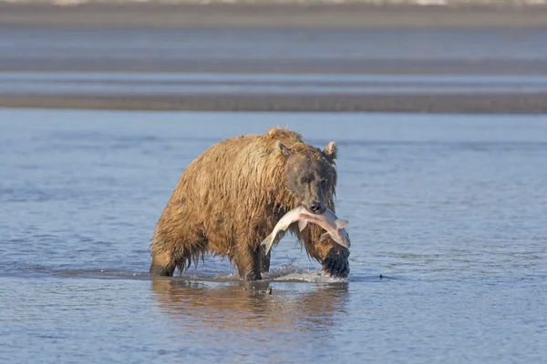 Grizzly Bear nést jeho losos — Stock fotografie