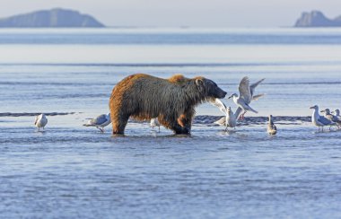 Bear and the Gulls clipart