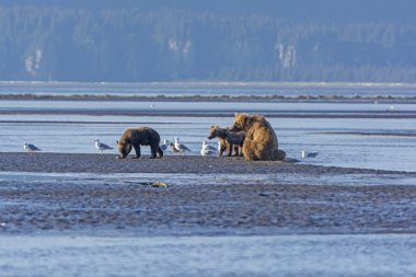 Anne ayı ve yavrularını bir Mudflat üzerinde