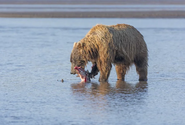 Bär frisst Lachs, den er gefangen hat — Stockfoto