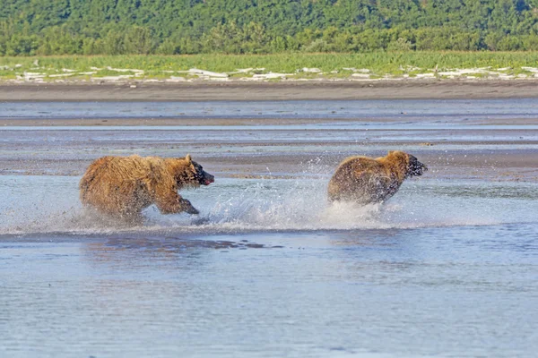 Grizzly persiguiendo a un competidor —  Fotos de Stock