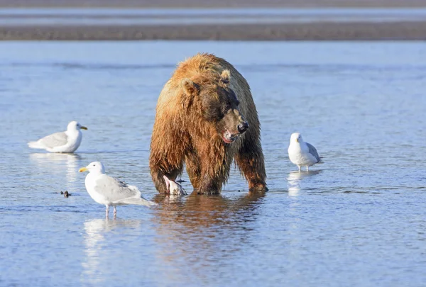 Observação de Urso para Competidores enquanto come — Fotografia de Stock