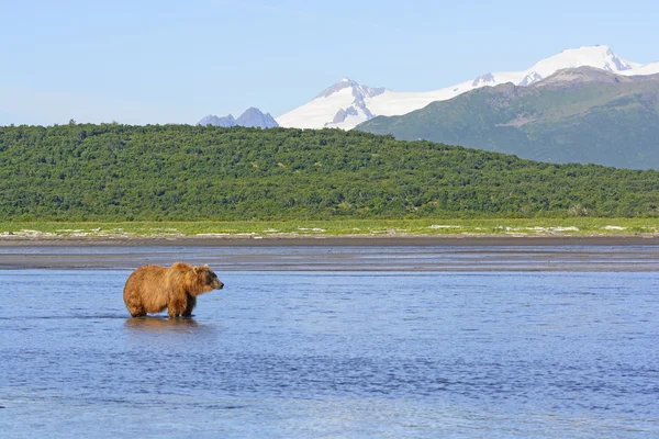 Grizzly väntar Lunch — Stockfoto