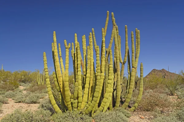 Органная труба Кактус в пустыне — стоковое фото