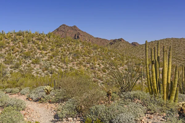 Desert Landscape in Spring — Stock Photo, Image