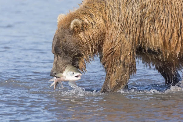 Urso pardo com um peixe em sua boca — Fotografia de Stock