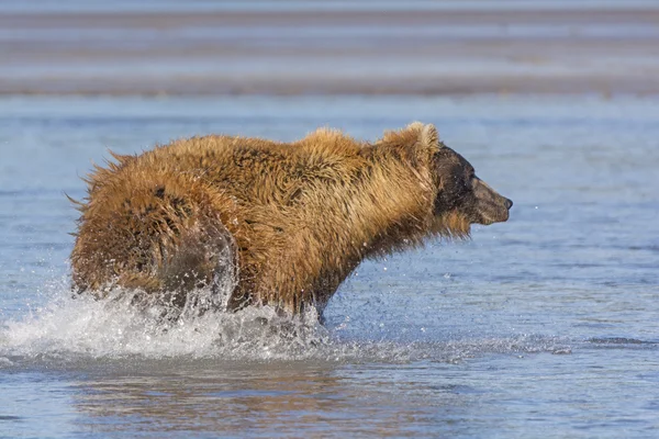 Urso perseguindo peixes — Fotografia de Stock