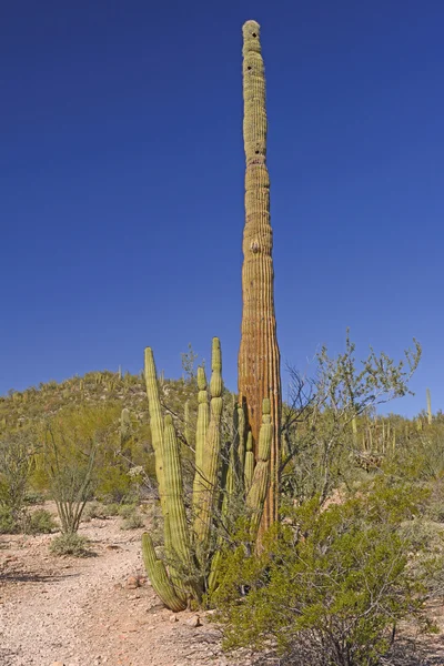 Organ Pipe and Saguaro Cactus Together — Stock Photo, Image