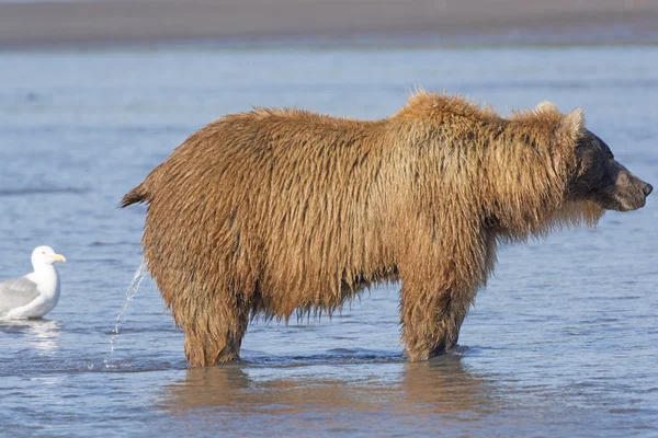 Female Bear Peeing in the Estuary — Stock Photo, Image