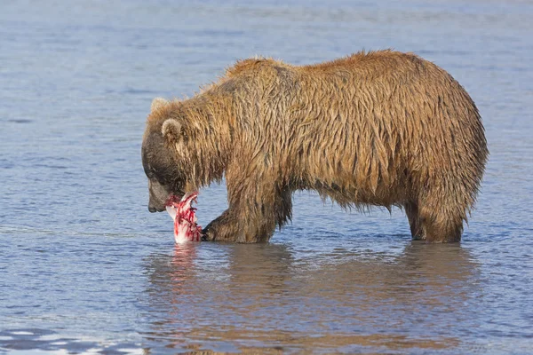 Αρκούδα που τρέφονται με σολομό — Φωτογραφία Αρχείου