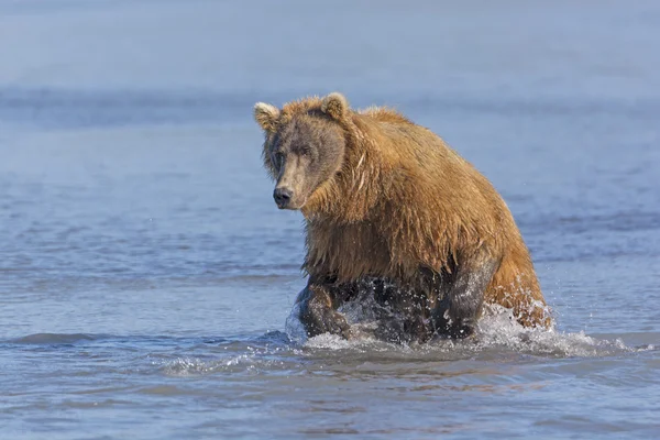 Urso Grizzly prestes a saltar sobre um peixe — Fotografia de Stock