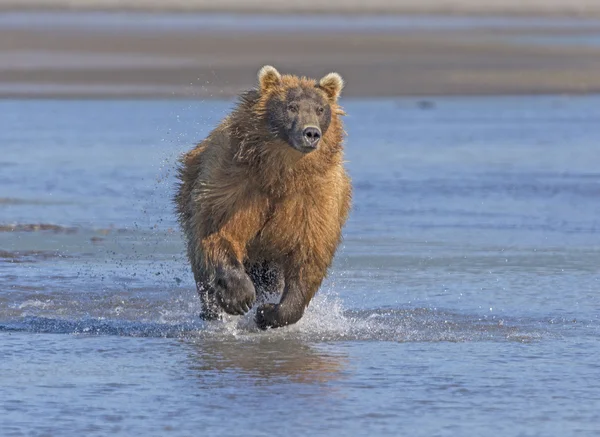 Grizzly corriendo tras su presa —  Fotos de Stock