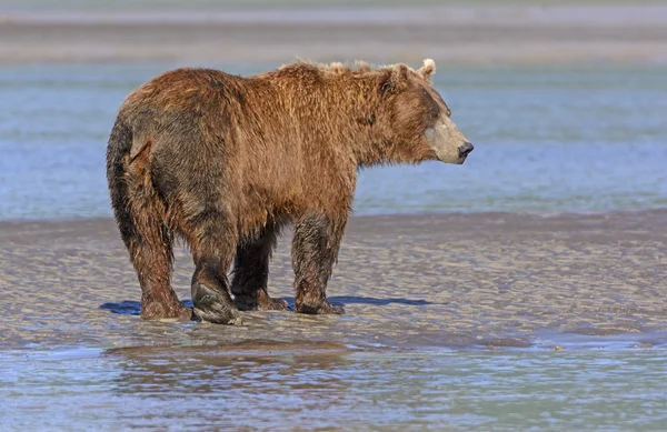 Grizzly Profile on a Mudflat — Stock Photo, Image