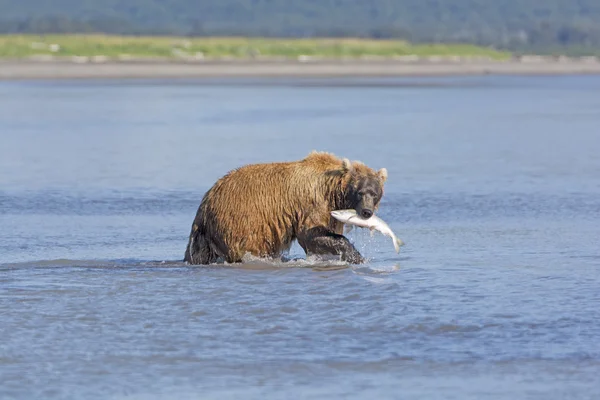 Grizzly con salmone — Foto Stock